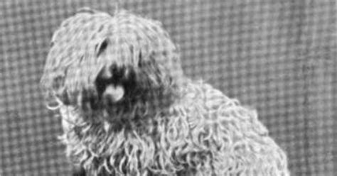 Manilla Spaniel Dog Breed. .